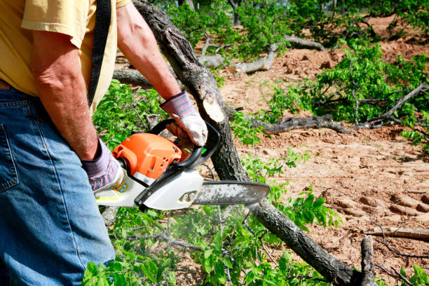 Reliable Fuquay Varina, NC Tree Service Solutions